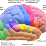 COGNITIVE PROCESS IN PSYCHOLOGY