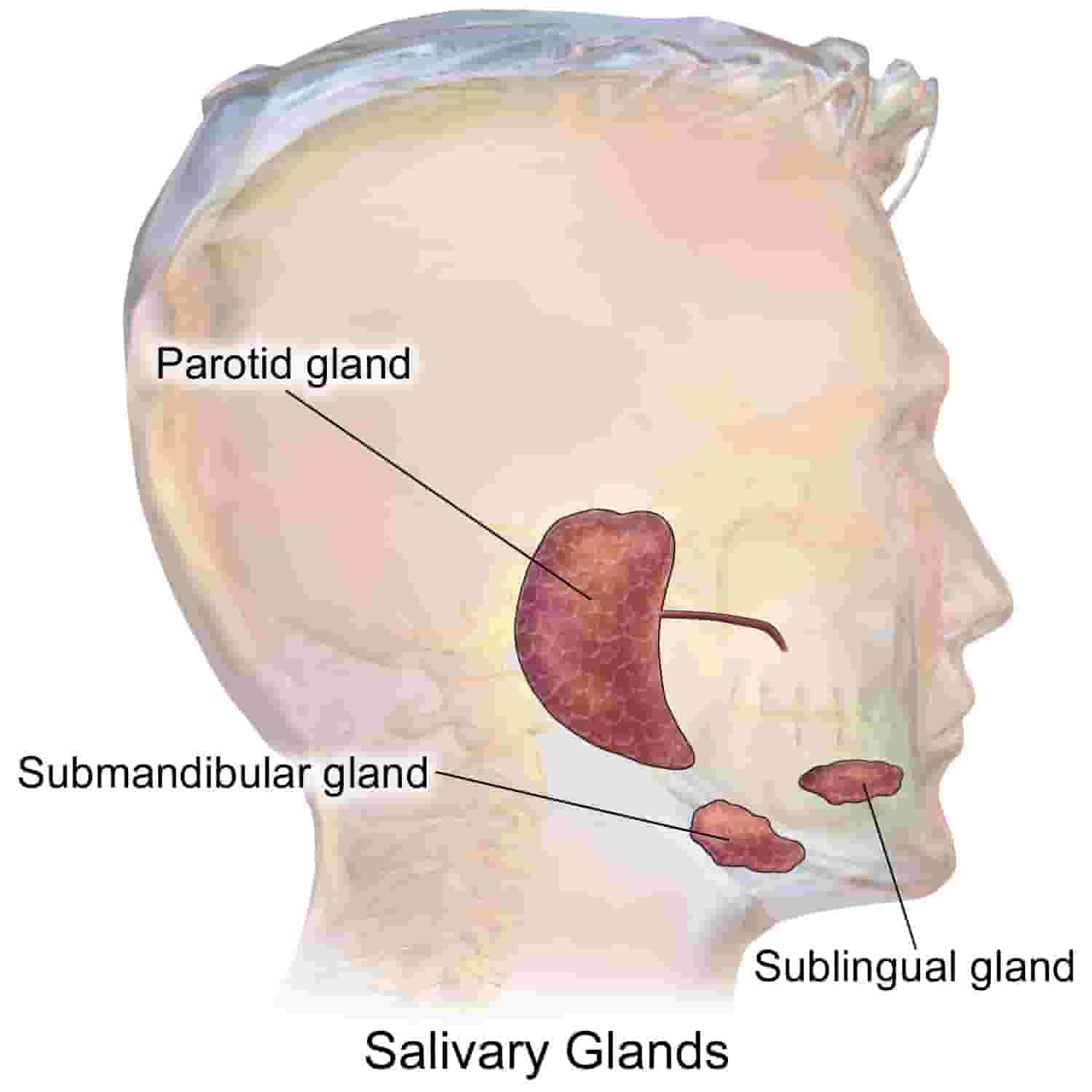 pictorial essay salivary gland imaging