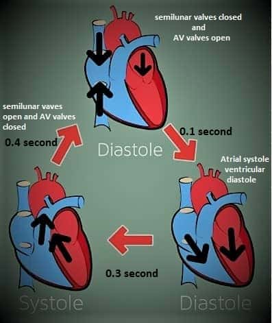 Cardiac cycle