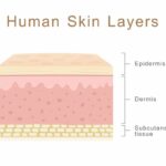 The structure and function of skin