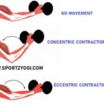 Types of muscle contractions