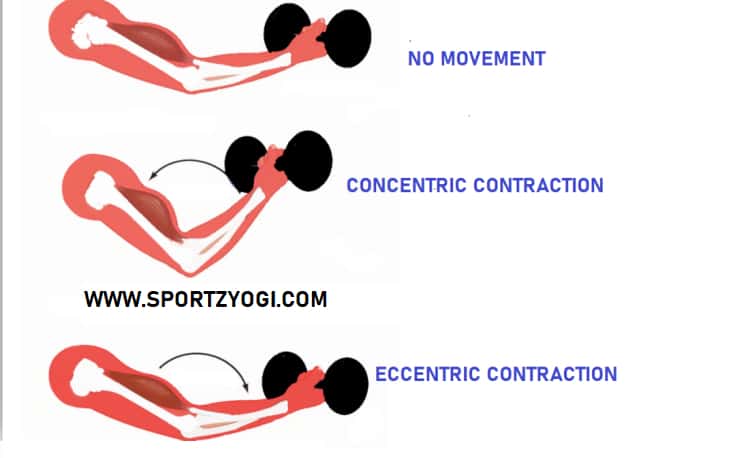 Types of muscle contractions