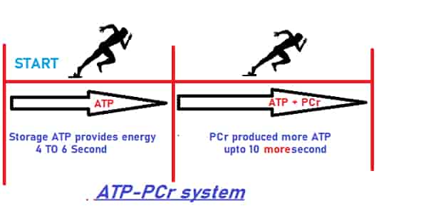 energy system in the body