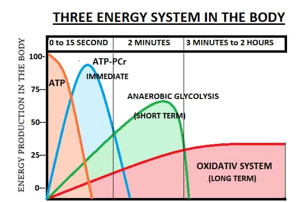 Energy system in the body