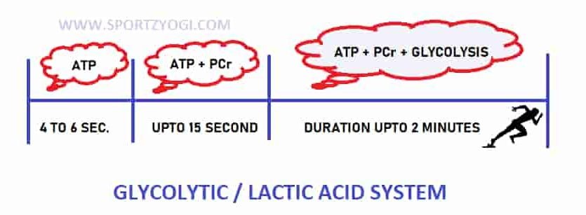 energy system in the body